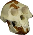 Australopithecus afarensis skull