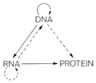 Central Dogma of Molecular Biology