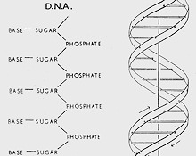 DNA Diagram - Watson and Crick 1953