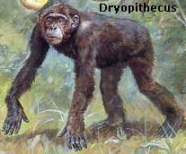 Dryopithecus