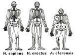 Homo sapiens, Homo erectus, Australopithecus afarensis