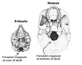 Primate and human foramen magnum