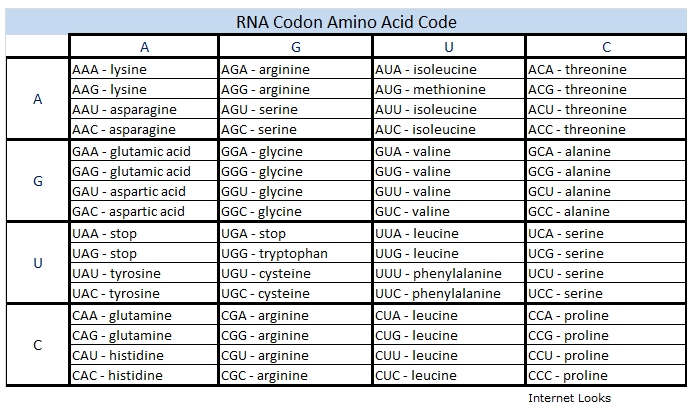RNA Codon Amino Acid Code