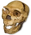 Homo heidelbergensis skull