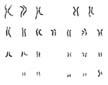 Human Male Chromosomes Karyotype