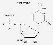Nucleotide Diagram